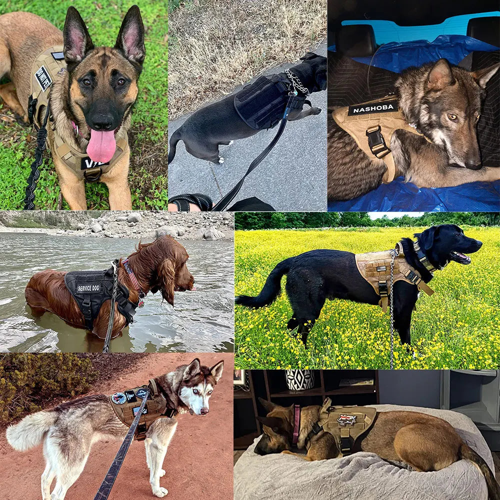 German Shepherd Harness And Leash Set For Training And Walking